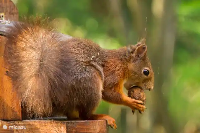 Dit is onze huis-eekhoorn