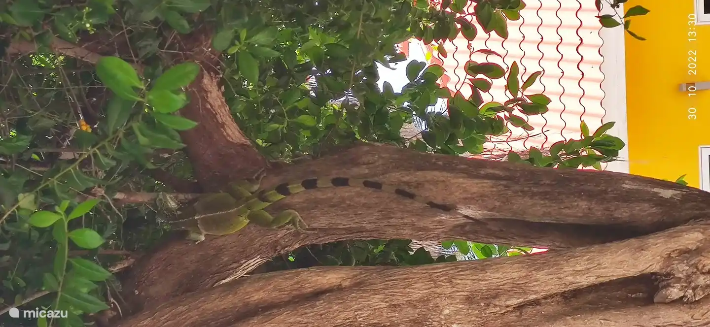 De leguaan, zij zijn vegetarisch en onverstoorbaar.