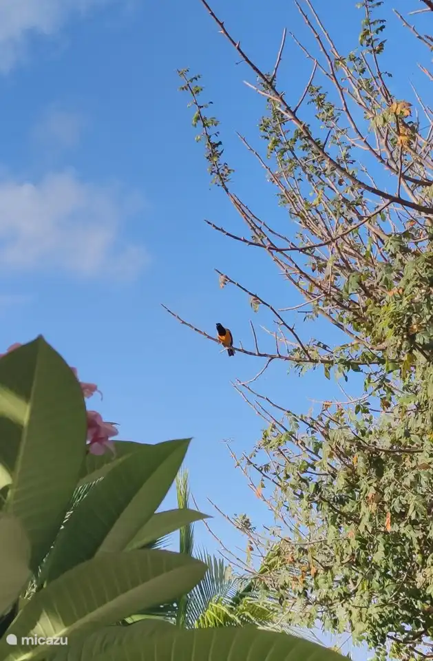 Een van de troepialen, die fantastisch fluiten