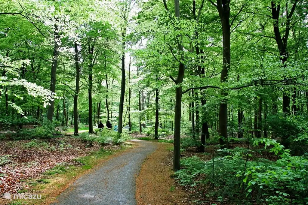 Mooie, sprookjesachtige bossen zijn er volop in de omgeving van Markant. 