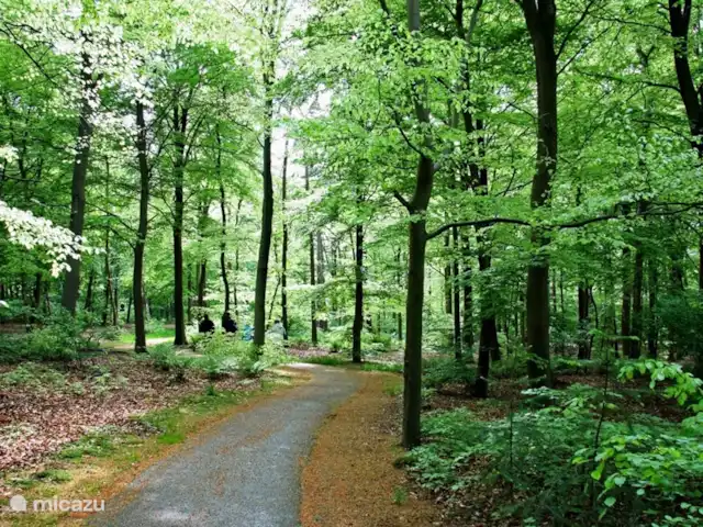 Maison de vacances Markant | Pays-Bas, Frise, Balk - maison de vacances Il y a beaucoup de belles forêts de conte de fées dans les environs de Markant.