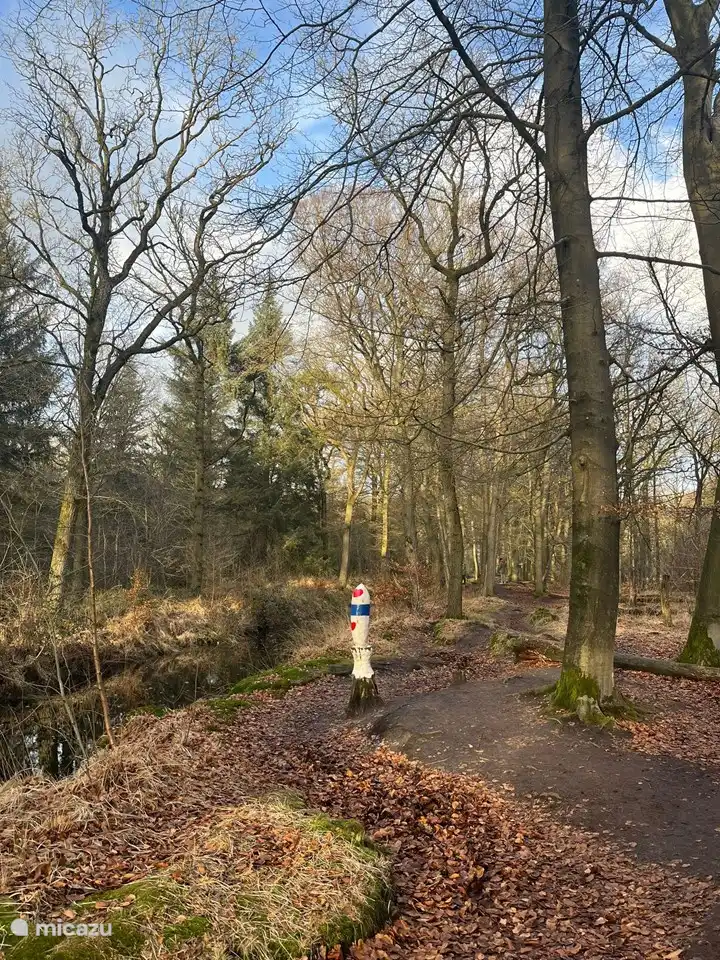 Mooi wandelbos bij Rijs, waar het heerlijk vertoeven is met mooie gebeeldhouwde  boomstammen met actuele thema's. Tevens goede horeca in de buurt als hotel Jans, waar u kunt genieten van zelfgemaakte appeltaart of een heerlijke, culinaire lunch of diner.