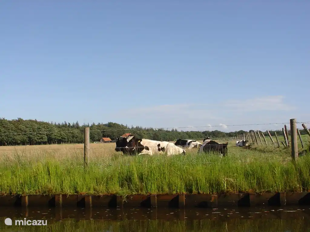 Het mooie Zwartbontvee hoort natuurlijk helemaal bij Friesland...