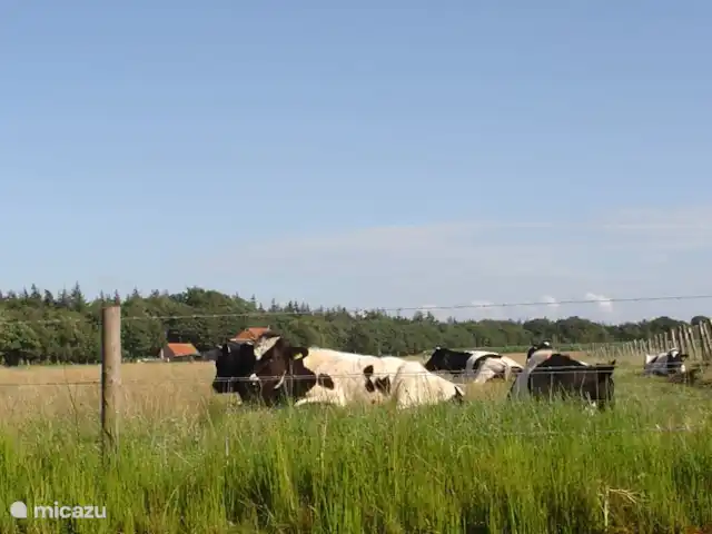 Maison de vacances Markant | Pays-Bas, Frise, Balk - maison de vacances Le beau bétail de Zwartbont fait bien sûr entièrement partie de la Frise...