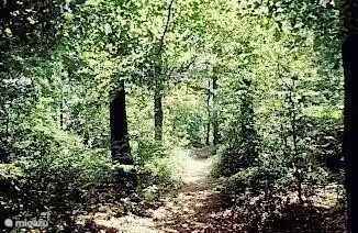 Es ist wunderbar zu Fuß in den Wald Vegelin, neben dem Haus beginnen. Es gibt sogar eine bewohnte Dachse in der Nähe.