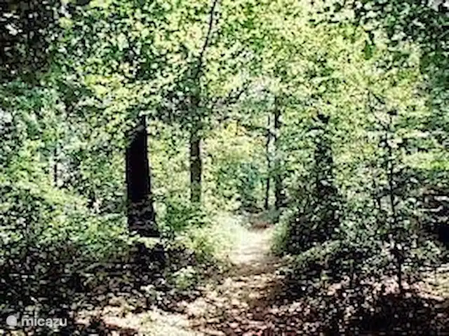 Lyts Sypenstien | Pays-Bas, Frise, Langweer - maison de vacances C'est une belle promenade dans les bois de Vegelin, qui commencent à côté de la maison. Il y a même un blaireau habité à proximité.
