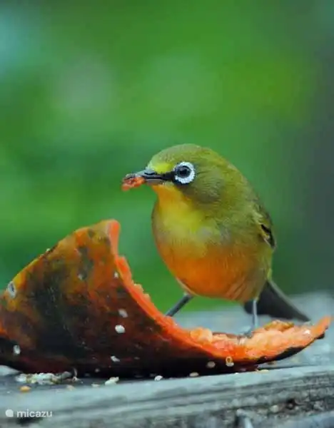cape Starling auf die Krippe im Garten des Ferienhauses