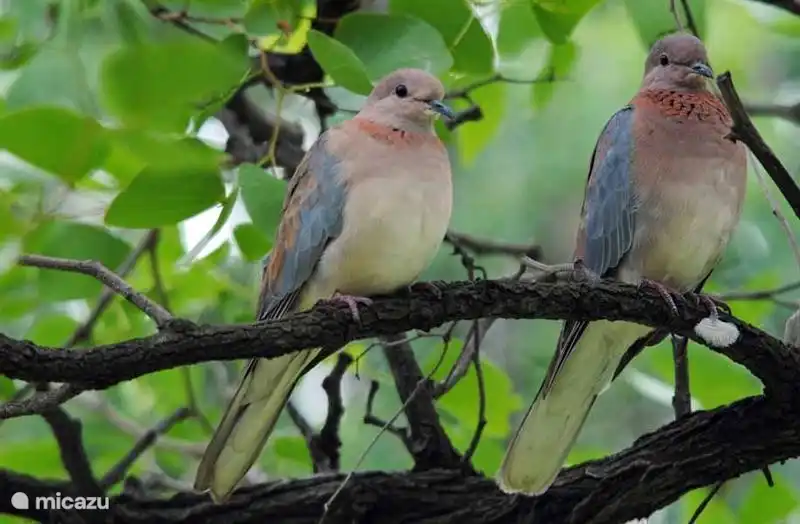 Bluse ission zur Krippe im Garten des Ferienhauses