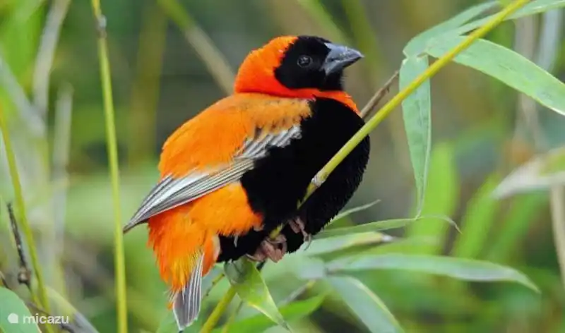 swartoogtoltip die Krippe im Garten des Ferienhauses
