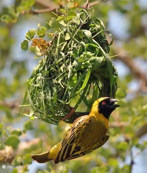 hoephoep (Hops) im Garten des Ferienhauses