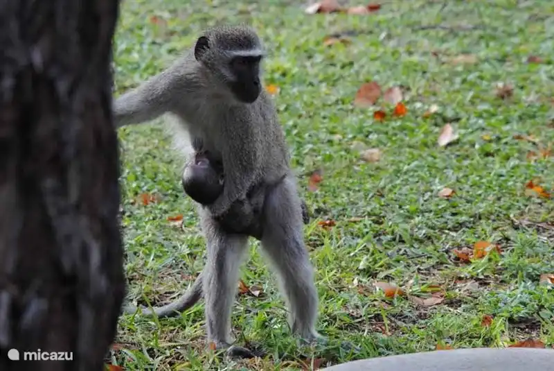 Vogel im Garten des Hauses