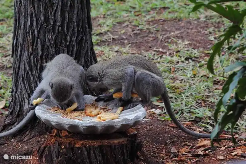 Robin Vögel im Garten des Ferienhauses