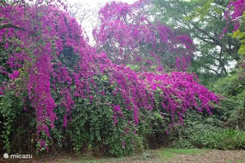 Bischof Vogel im Garten des Ferienhauses