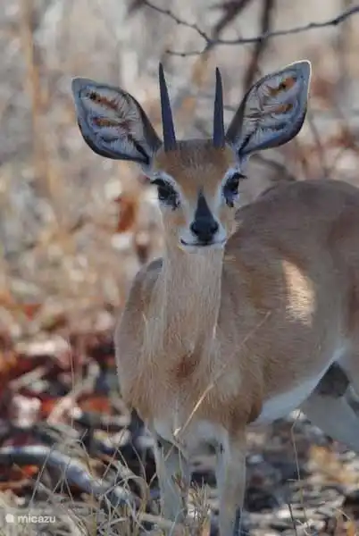 Affe mit jungen für das Haus im Garten