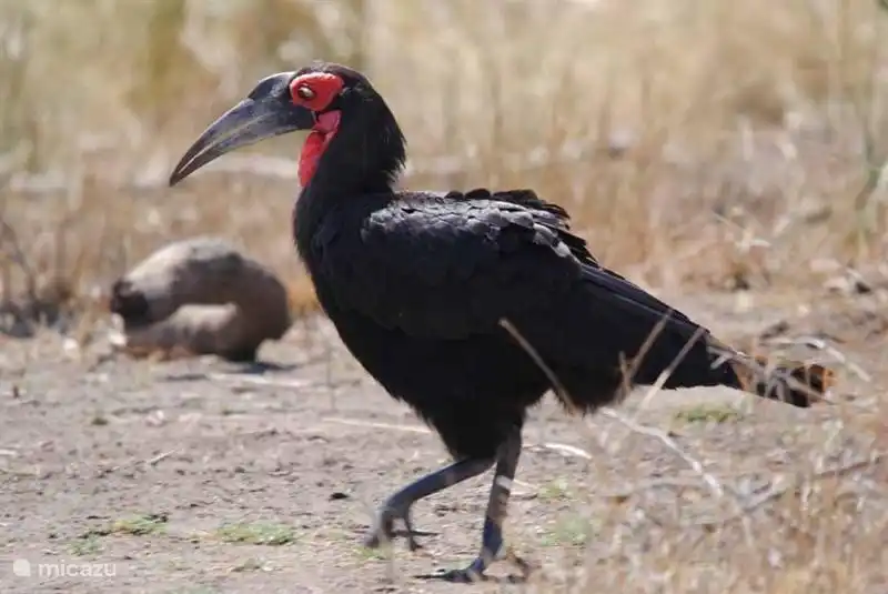 Affen an den Futterhäuschen für das Haus im Garten