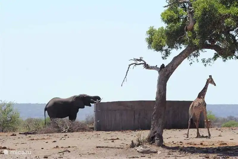 Bougainvillea im tropischen Garten
