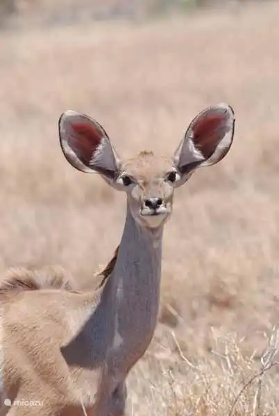 Die Phalaborwa Tor, Eingang Kruger Park (1 km. Vom Ferienhaus)
