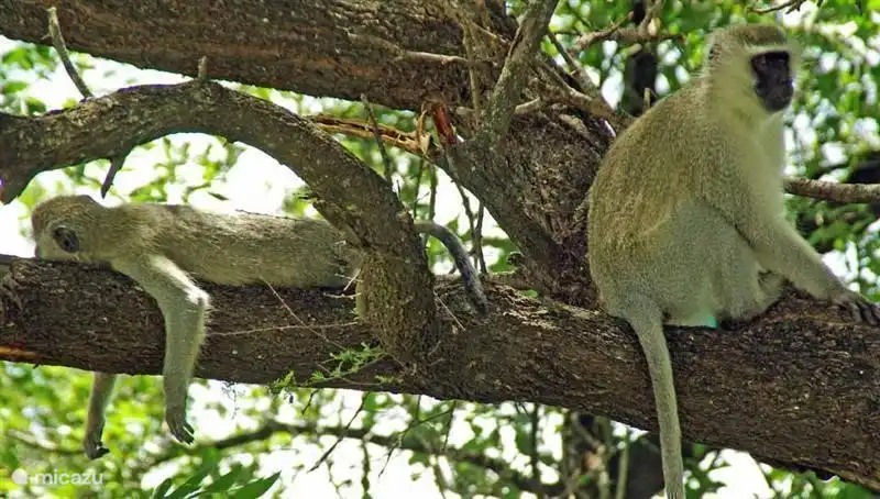 Stein Bokkie im Krüger Park