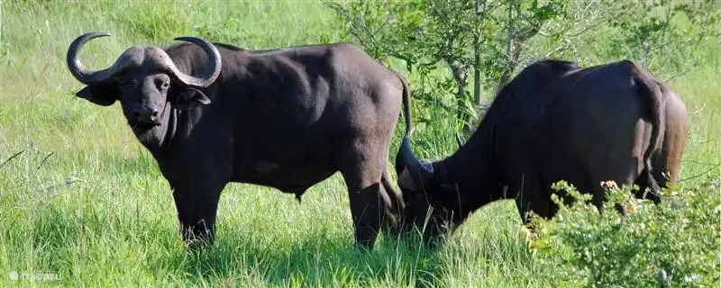 Kolibri im Krüger Park