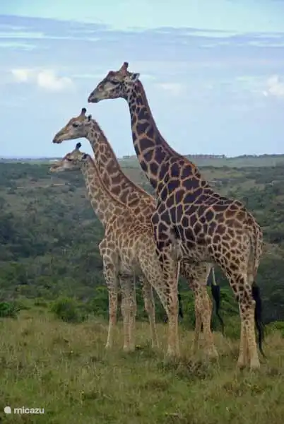 Elefant und Giraffe am Wasserloch im Kruger Park