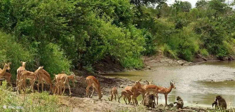 Stein Bokkie im Krüger Park