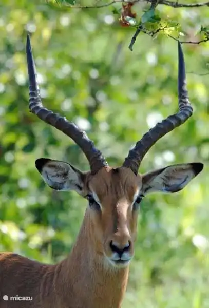 Monkeys in Kruger Park