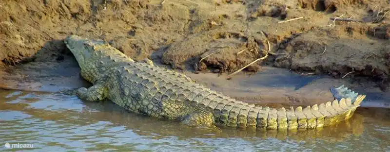 Buffalo in Kruger Park