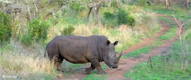 Giraffen im Krüger Park