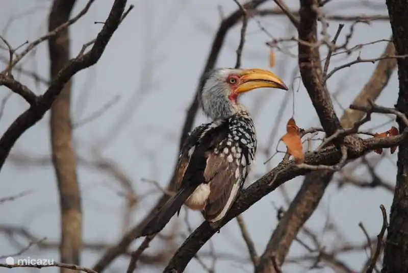 Impalas und Affen Wasserloch im Kruger Park