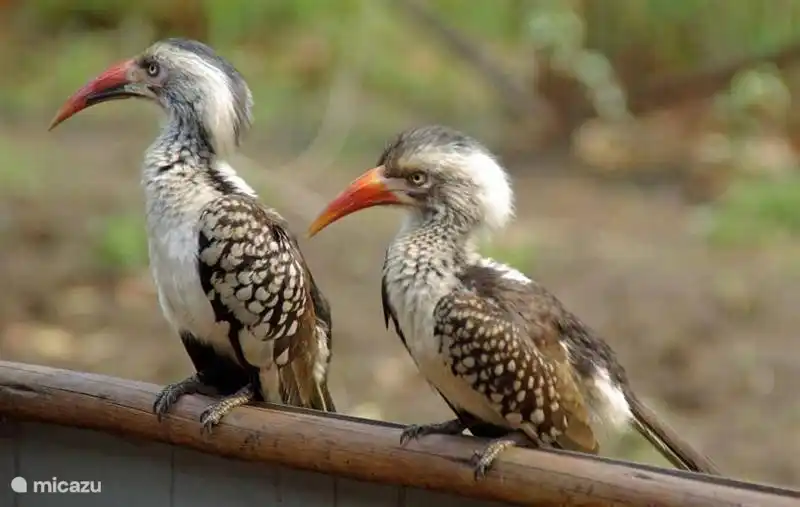 Männliche Impala im Krüger Park