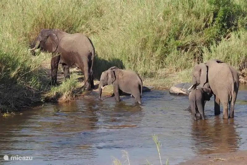 Krokodil im Olifants River