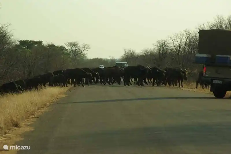 Rhino in Kruger Park