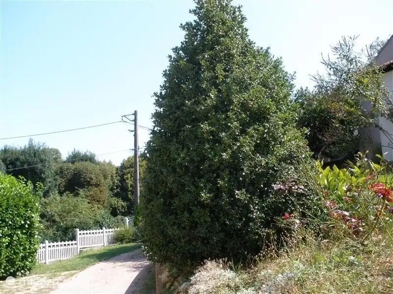 the driveway for the car