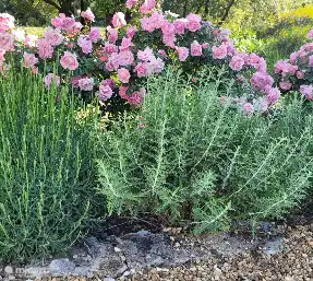 Beautiful roses, lavender and rosemary in the backyard.