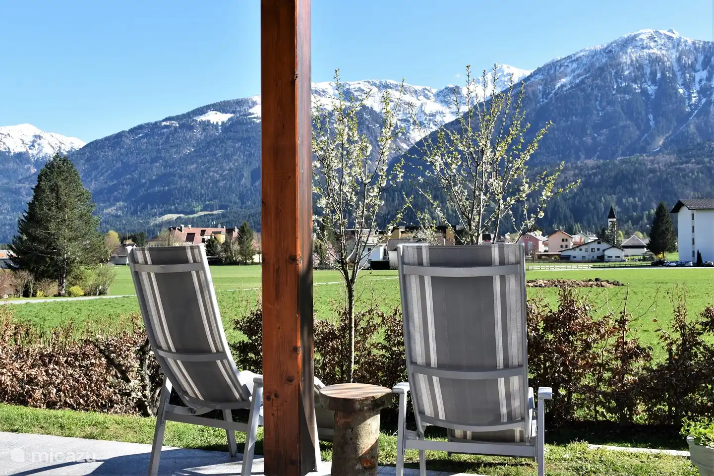 The cherry trees are in bloom