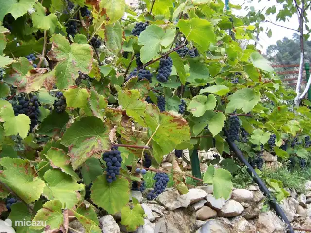 Noceire en Italia, Liguria, Airole - casa vacacional Uvas en el jardín