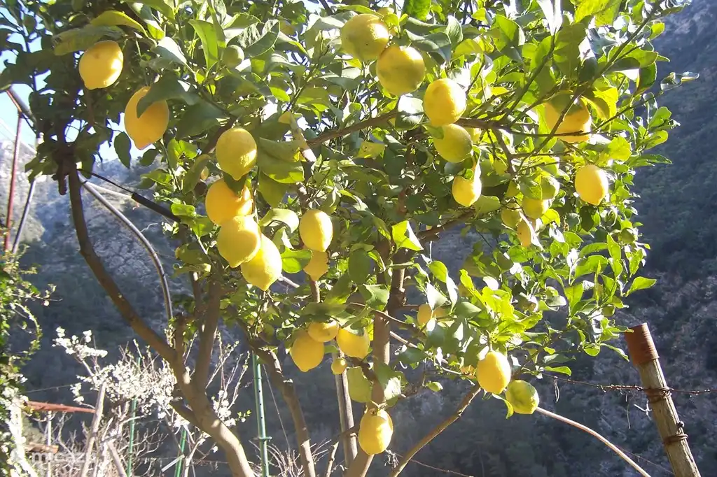 Einer der 4 Zitronenbäume im März