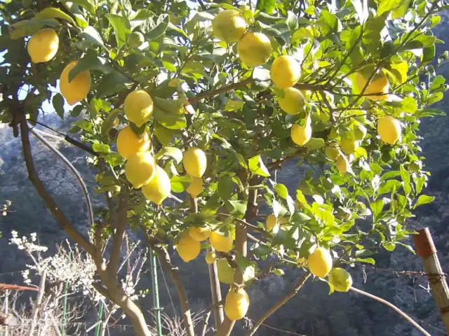Noceire en Italia, Liguria, Airole - casa vacacional Uno de los 4 limoneros en marzo
