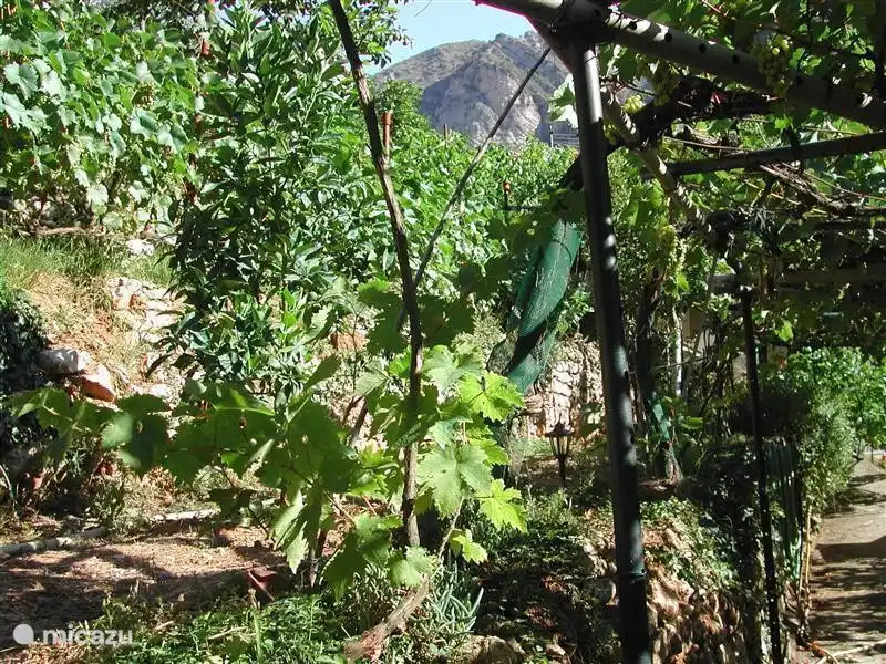 Der Garten im Sommer