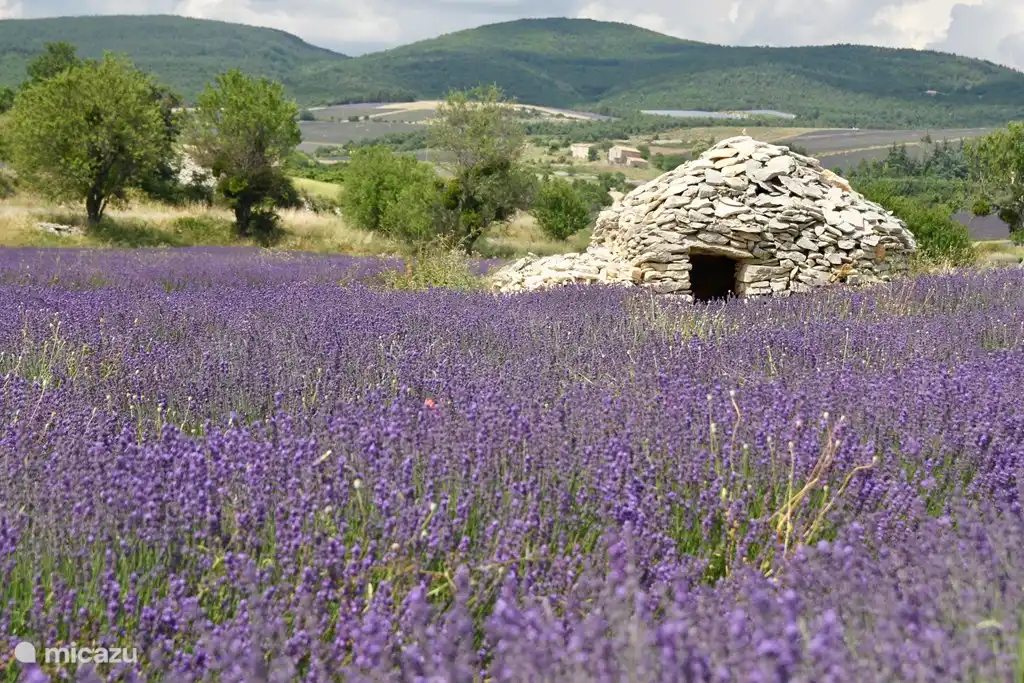 La lavanda que florece en julio y agosto