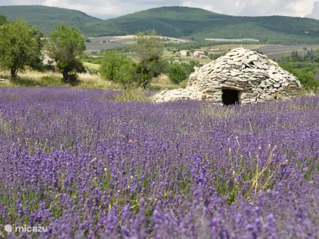 Villa de vacances Le Rêve | France, Drôme, Lachau - villa La lavande en fleurs en juillet et août