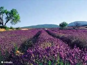En julio y agosto, el típico paisaje provenzal con los coloridos y fragantes campos de lavanda.