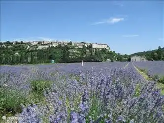 Abrumadores campos de lavanda cerca de Sault. Un bonito viaje al pie del Mont Ventoux. A unos 40 minutos en coche.