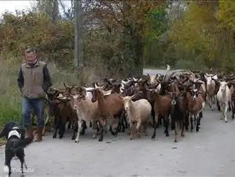 Una escena cotidiana alrededor y en el pueblo de Lachau; el pastor con su rebaño