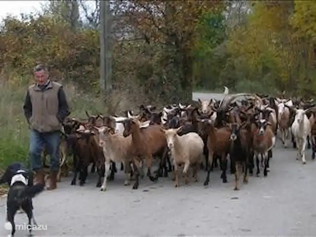 Villa de vacances Le Rêve | France, Drôme, Lachau - villa Une scène quotidienne autour et dans le village de Lachau ; le berger avec son troupeau