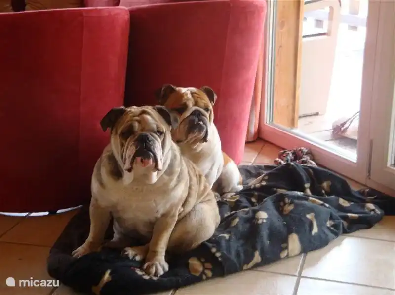 Las mascotas son bienvenidas en Chalet Ferienspass