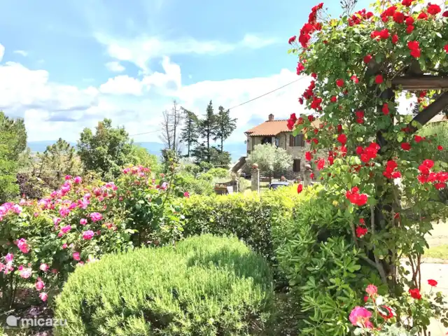 Location de Vacances Italie, Toscane, Montecatini Val Di Cecina, appartement - Appartement Cervo Jardin près de la piscine