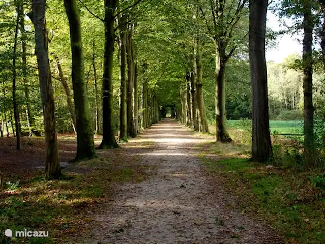 Le suricate | Pays-Bas, Frise, Oudemirdum - maison de vacances Belles promenades dans la forêt, directement depuis la maison de vacances