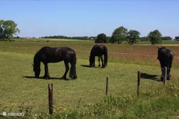Friesen in Gaasterland