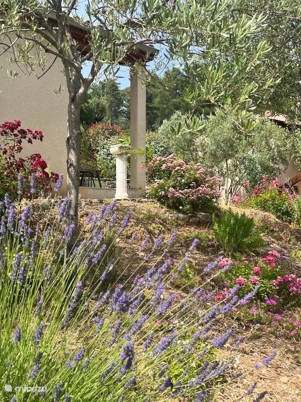 Le jardin avant coloré avec des lavandes et des oliviers.